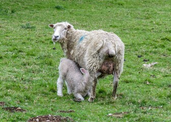 cute lamb feeding from mother ewe