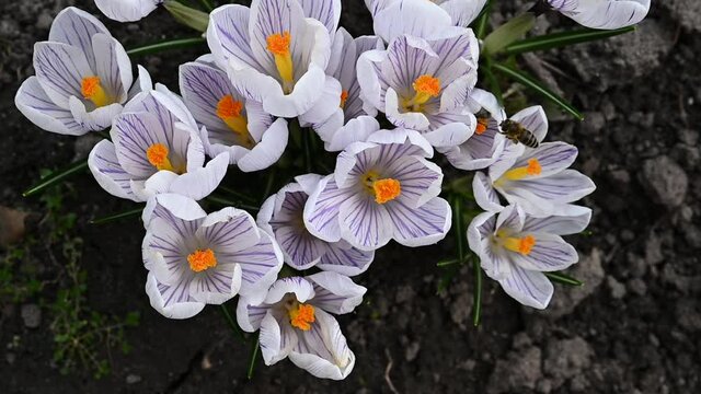bees collect pollen and nectar from beautiful spring flowers growing in the garden. a group of hardworking bees collect nectar for honey while sitting on flowers. bees in the garden in spring.