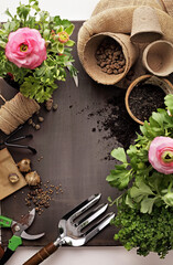 planting tools. Garden tools with seedlings. spring in the garden