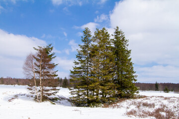 Botrange, Belgium, April 8, 2021. Fir trees in the Hautes Fagnes Natural Park. The Hautes Fagnes state nature reserve.