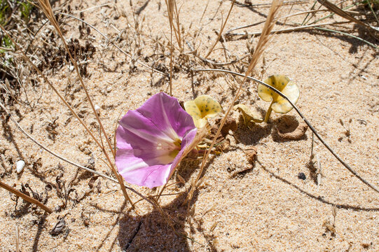 Liseron dans les dunes