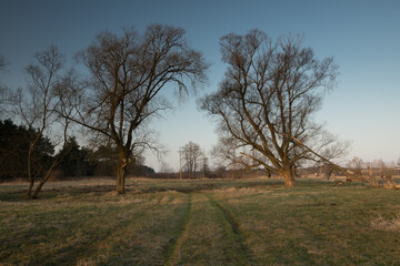 tree in the field © Sieku Photo
