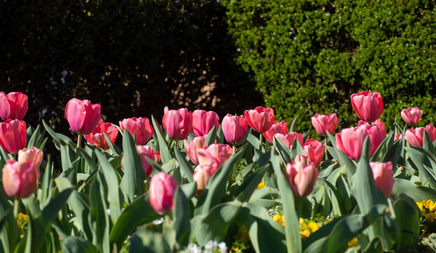 Red tulips blooming in the spring