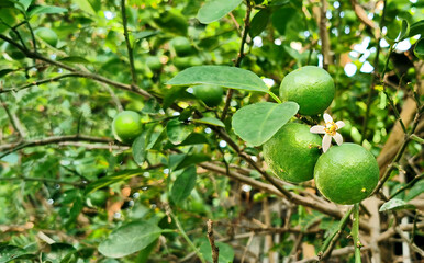 Green limes on a tree. Lime is a hybrid citrus fruit, which is typically round, about 3-6...