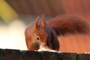 Red squirrel on the fence in Germany, M&uuml;nster. Endangered species. Nuts. Walnut. Save the planet.