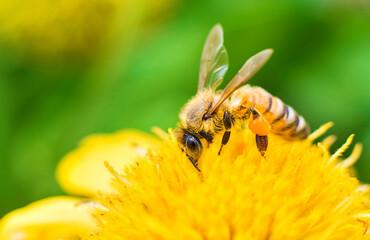 Spring daisy flower and honeybee collecting pollen