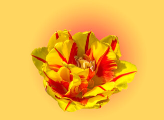 Red yellow tulip colorful background