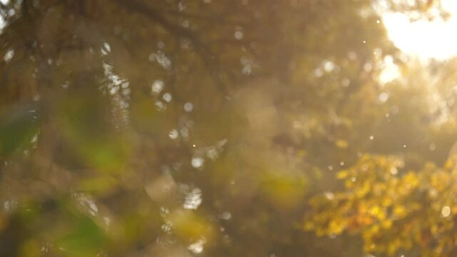 Flying pollen in the air