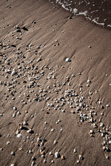 seashell on sand for background