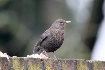 Thrush bird. Eating nuts. Nature.