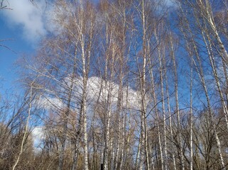 Birch forest #4