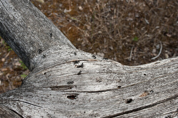 Fourmies noires sur arbre mort