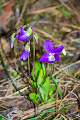 Viola ambigua, of the family Violaceae. Samara region, Russia.