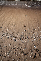 seashell on sand for background