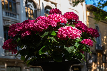 Fototapeta na wymiar flowers at public street in palma de mallorca, spain