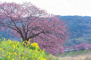 南伊豆 菜の花と河津桜 静岡県 春