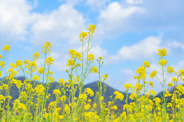 菜の花と青空　春　静岡県　南伊豆