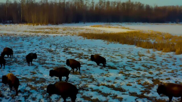 aerial fly over a herd of bison an offspring baby cow drinks the teet tit of mothering bufalo while the group myltitudes as other wildlife join the pack during a winter melt down change in weather