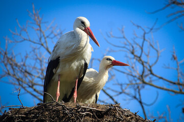 para bocianów w gnieździe © Gabriela