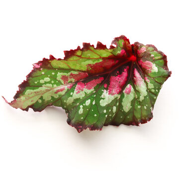 Begonia Rex Leaf