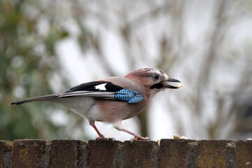 Smart bird. Eurasian jay. Garrulus glandarius. Nuts. Nature.