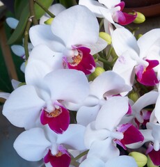 a bunch of white and purple moth orchids