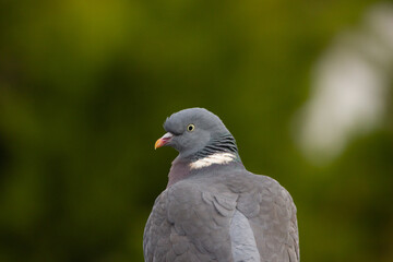 Wood Pidgeon looking