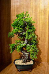 Close-up of a bonsai tree on a table beside a lit window.