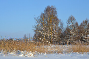 Winter sunny landscape with dry reeds, bare trees, blue sky and snowy field