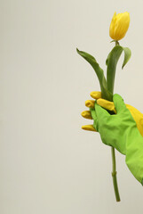 Woman's hands wearing yellow and green rubber gloves hold a yellow tulip.