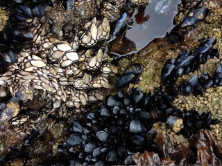 sea moss