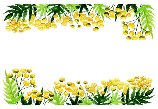 Horizontal tansy frame border isolated on white. Watercolor hand drawing illustration. Medical plant  Tanacetum vulgare perfect for print, cover, herbal design.