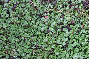 green grass background in the rain
