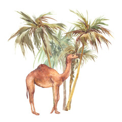 Watercolor oasis: camel and palm trees. Desert illustration isolated on white background - 426702363