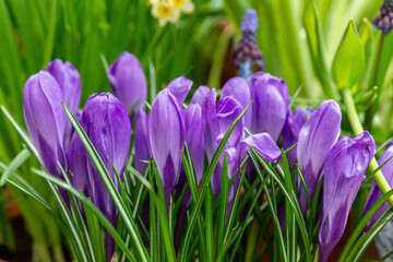Blue-violet crocuses at the exhibition of spring flowers in the greenhouse of the botanical garden in early spring. Close-up .
