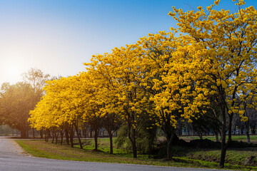 Fototapeta premium Yellow Golden Tabebuia Chrysotricha tree roadside with Park in landscape at blue sky background. Public place in Phitsanulok, Thailand.