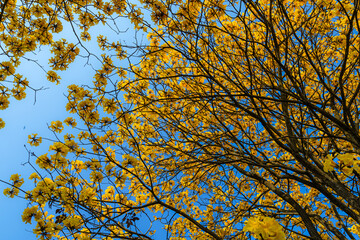 Beautiful blooming Yellow Golden Tabebuia Chrysotricha flowers with the park in spring day at blue sky background in Thailand.
