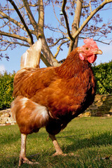 Home garden, Beautiful landscaping in Backyard with portrait of a Hen. hens on the grass in the garden in the soft rays of sun, free breeding. Residential garden, private garden. sustainable lifestyle
