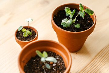 Close up of Strawberries sprout plant seeding in ceramic terracota pots on the wooden table background. Home gardening, love of houseplants. Spring time. Potted plants. 