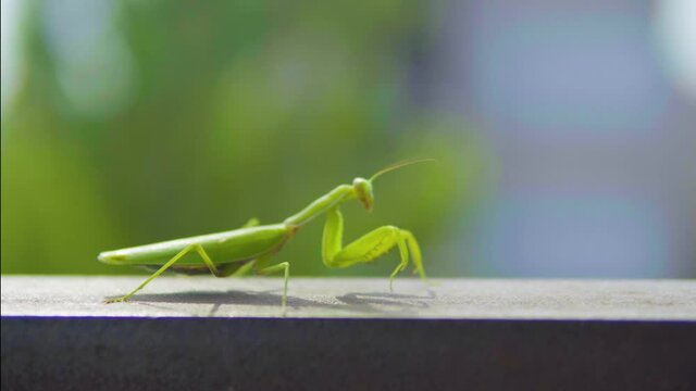 insect, mantis moves forward swaying, against a blurred green background,
