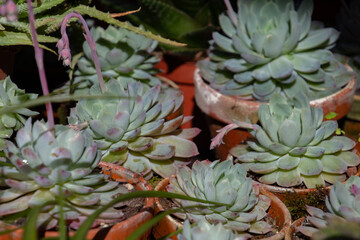 Green succulent echeveria plants in pots, selective focus