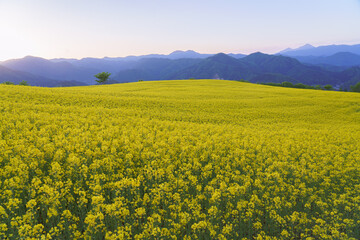 三ノ倉高原　菜の花　福島　喜多方
