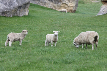 Romneyschaf / Romney sheep / Ovis.