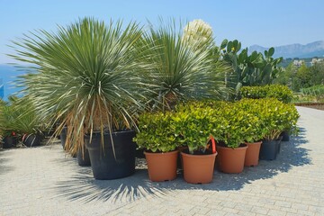 Group of prepared for trendy landscaping lush oversized potted Dragon trees and Crassula ovata in...