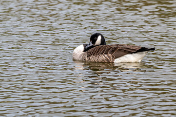 Canada Goose, branta canadensis