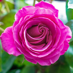 Beautiful Pink Rose Blossom with Layers of Petals Closeup