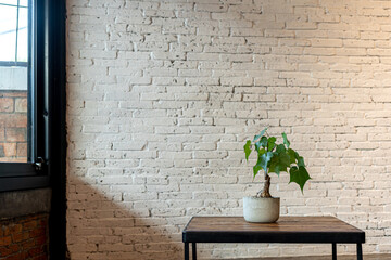 Philodendron Selloum in Plant pot on wooden table and Wall with Window in white the room vintage style with decorations and copy space Background
