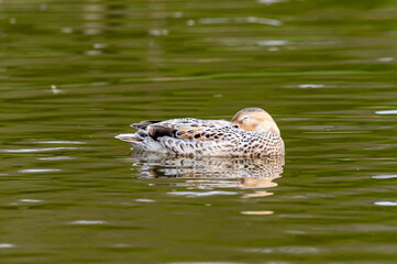 Sleeping duck, leucistic mallard duck with partial loss of pigmentation