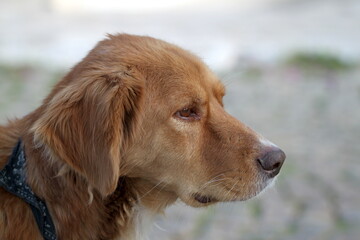 Homeless dog. Golden retriever dog