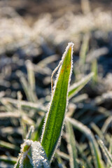 frozen grass in the morning